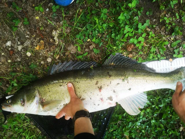 Zander