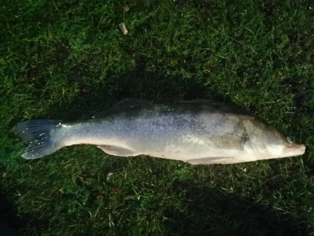 Zander