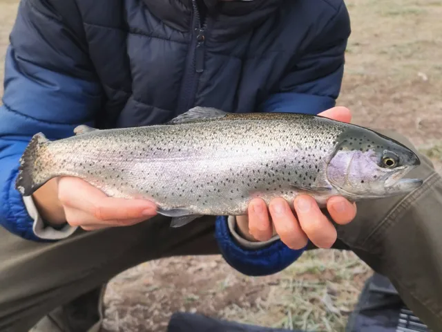 Regenbogenforelle