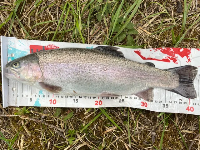 Regenbogenforelle