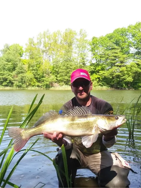 Zander