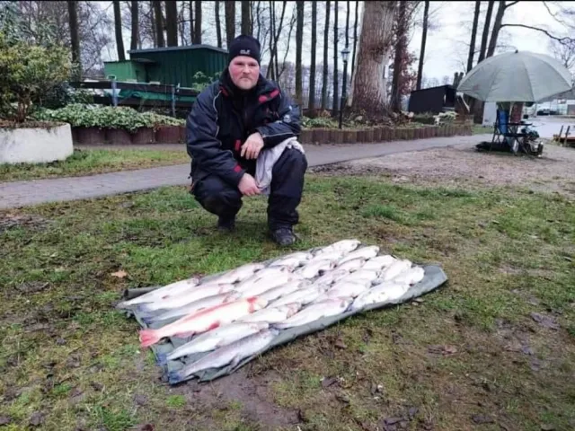 Regenbogenforelle