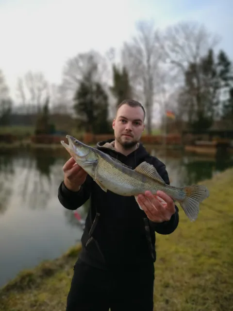 Zander