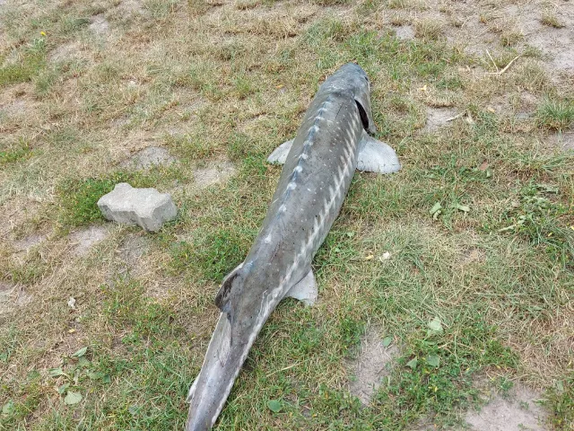 Stör