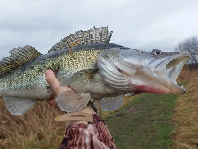 Zander
