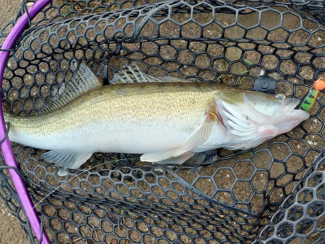 Zander
