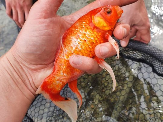 Goldfisch