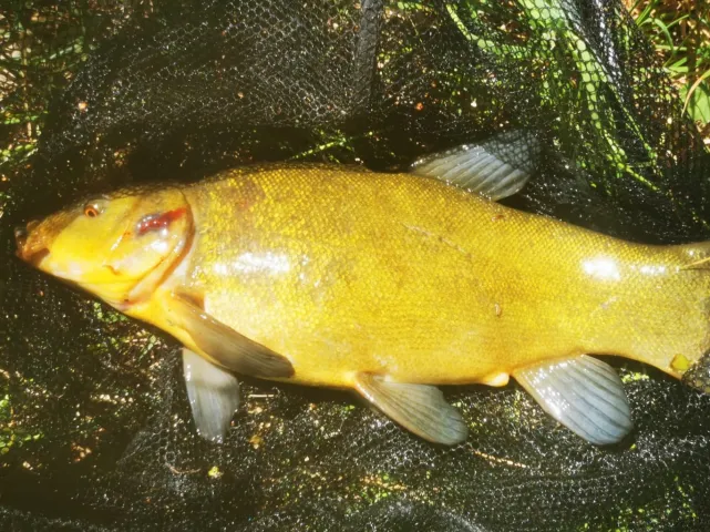 Schleie