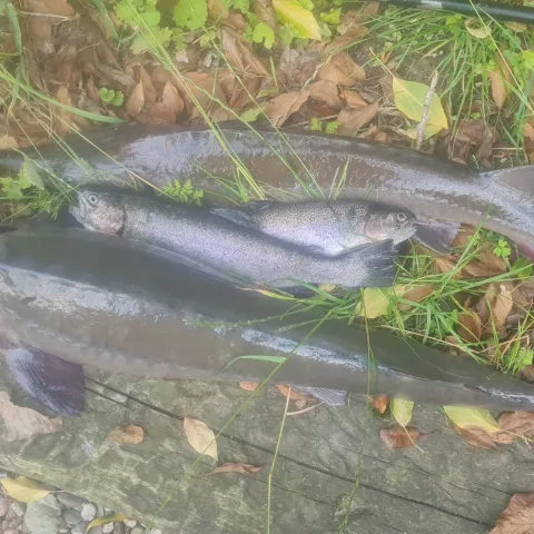 Stör