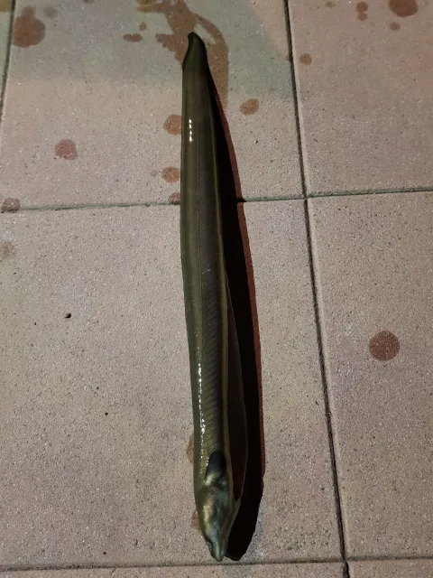 Aal
