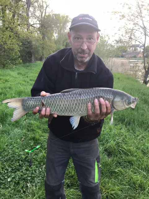 Graskarpfen