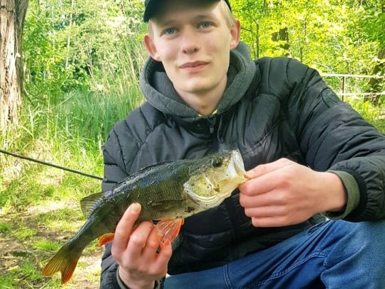 Flussbarsch