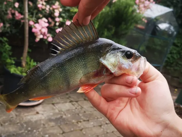 Flussbarsch