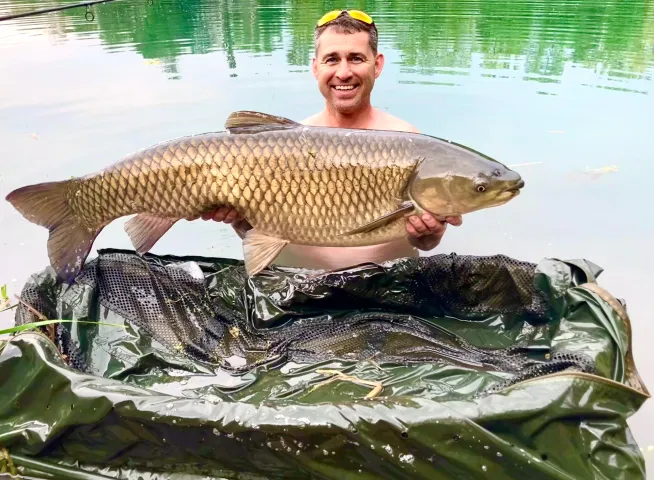 Graskarpfen