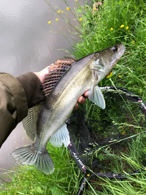 Zander