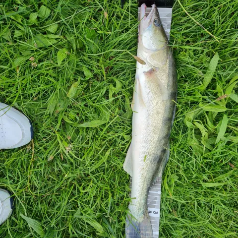 Zander