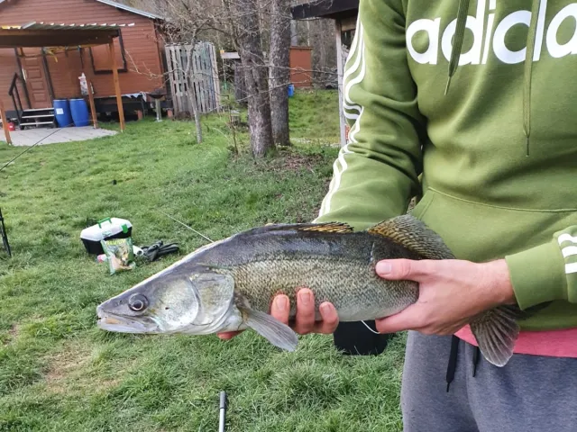 Zander