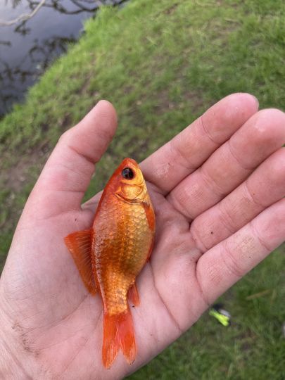 Goldfisch