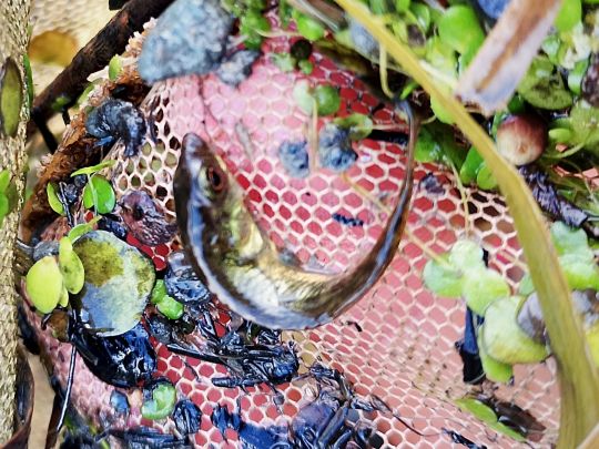 Neunstachliger Stichling