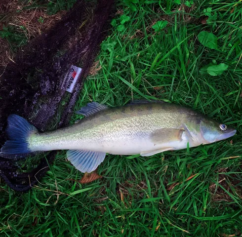 Zander