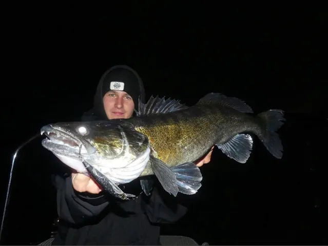 Zander