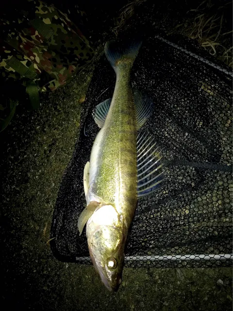 Zander