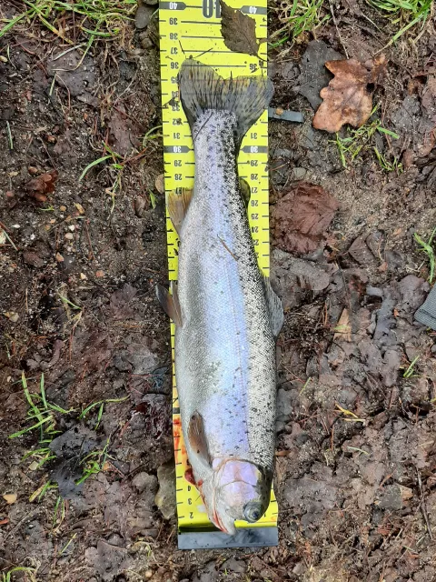 Regenbogenforelle