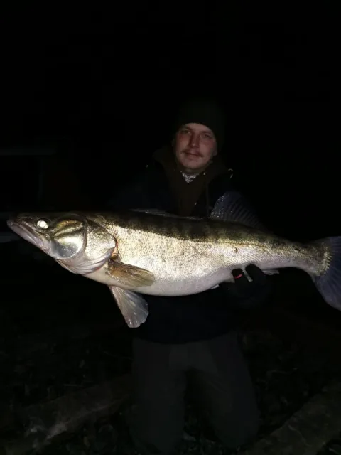 Zander