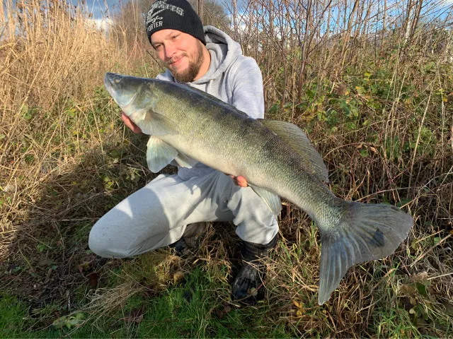 Zander