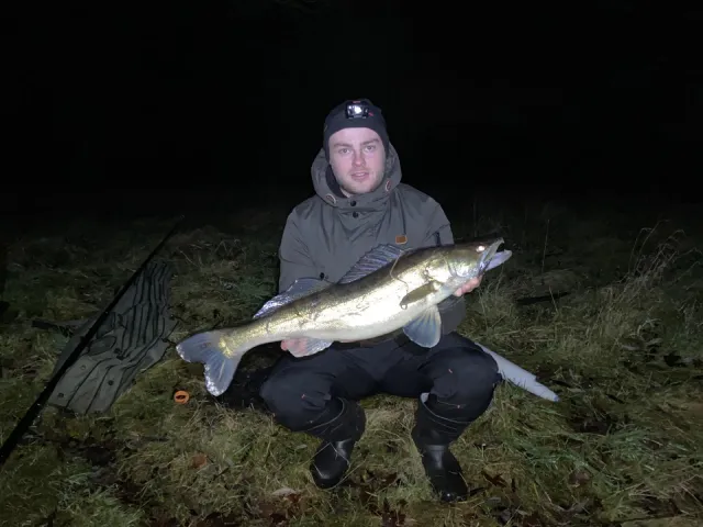 Zander