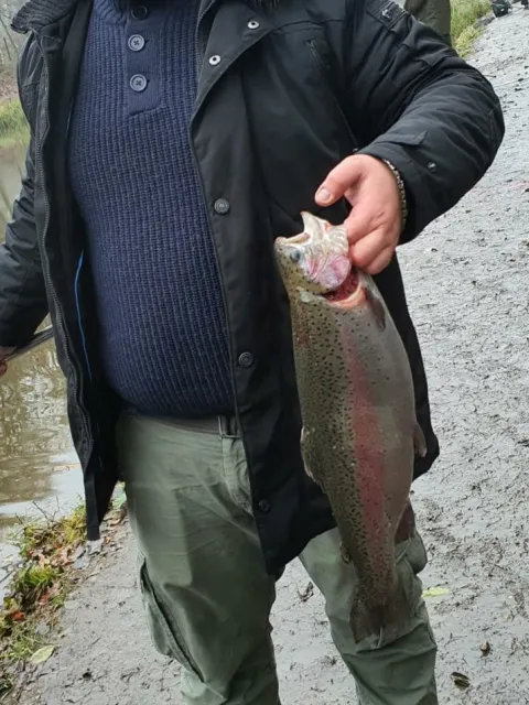 Regenbogenforelle