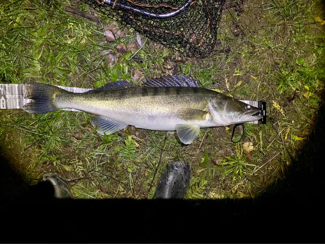 Zander