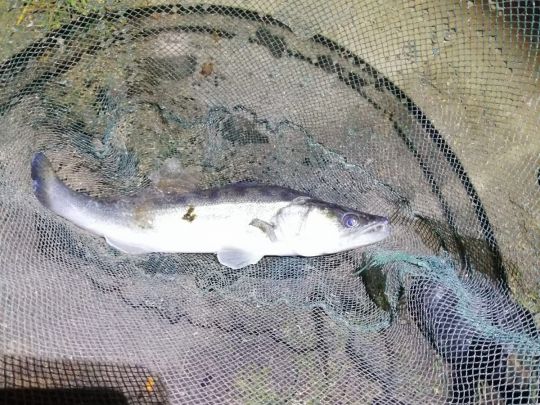 Zander