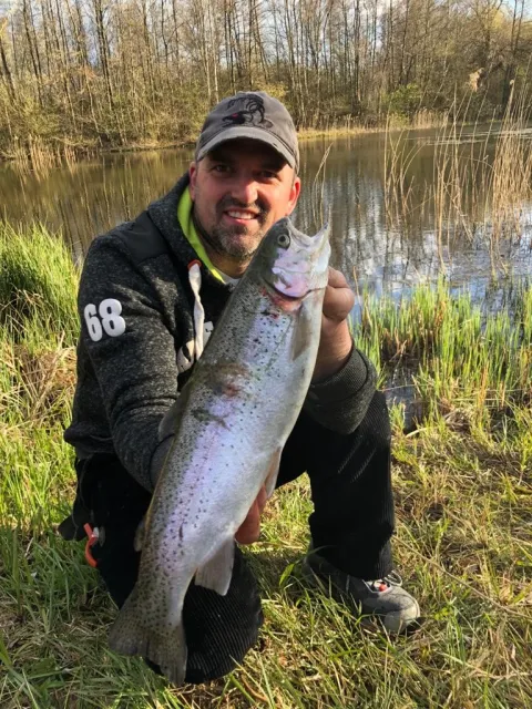 Regenbogenforelle