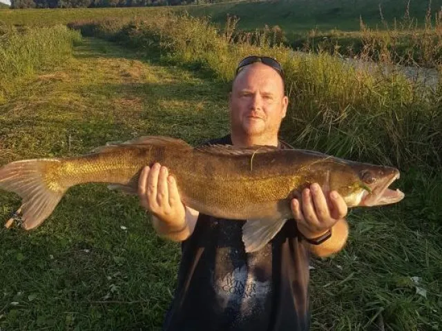 Zander