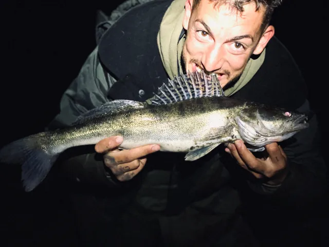 Zander