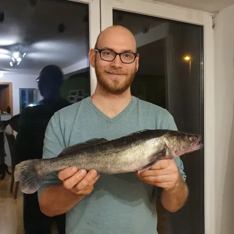 Zander