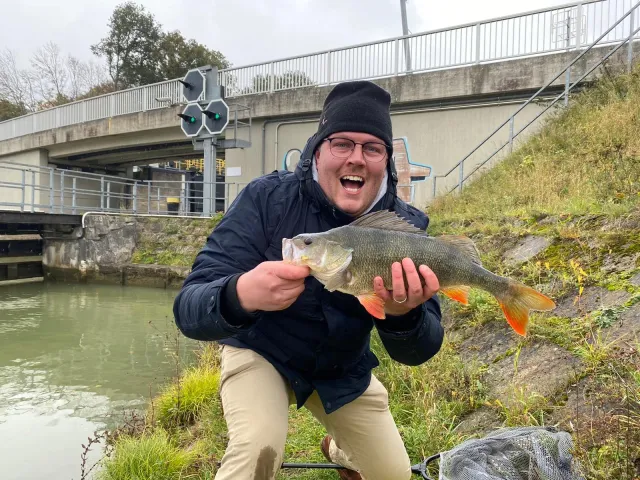 Flussbarsch