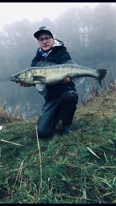 Zander