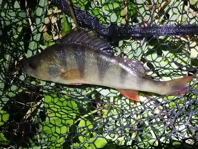 Flussbarsch