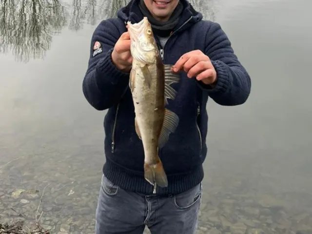 Zander