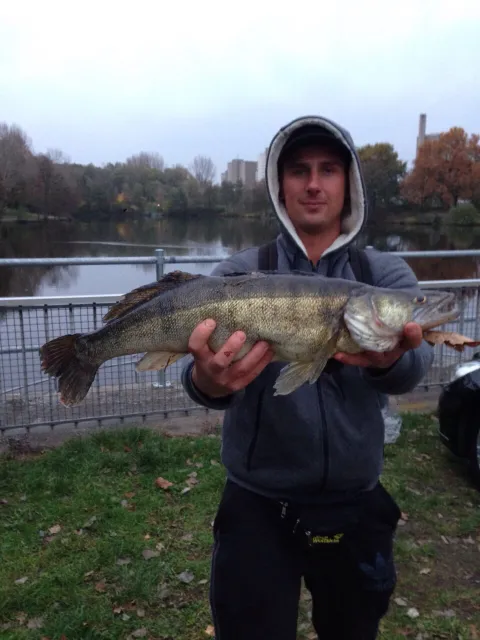 Zander