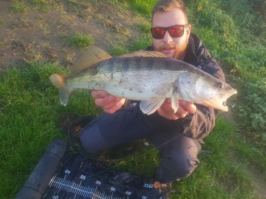 Zander