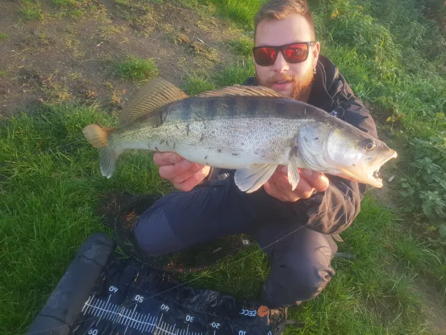 Zander