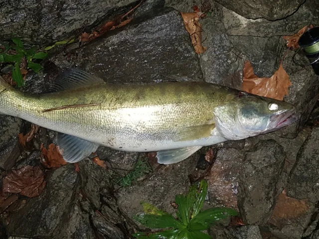 Zander