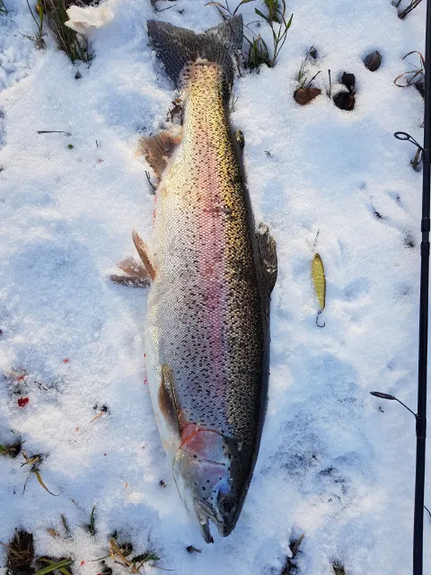 Regenbogenforelle
