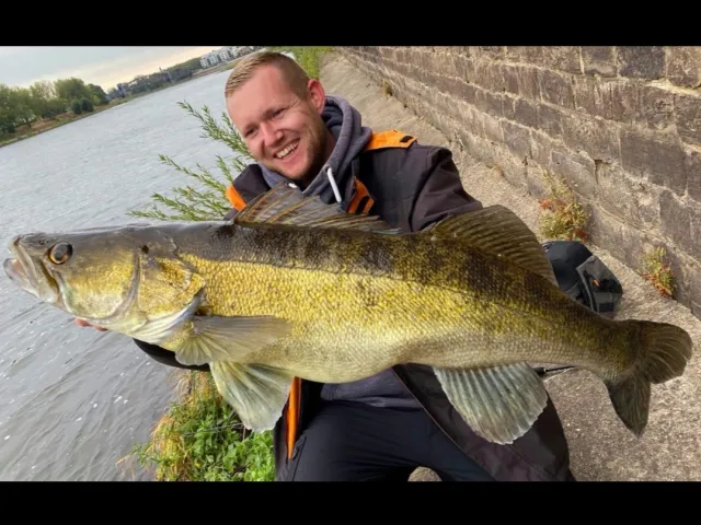Zander