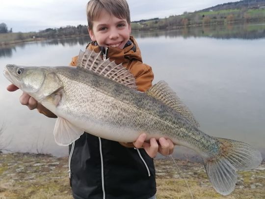Zander