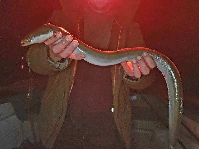 Aal