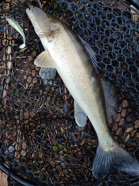Zander